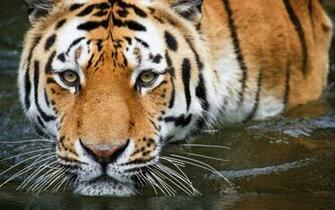 Very Beautiful Royal Bengal Tiger Full HD Wallpaper Pack Tech Bug