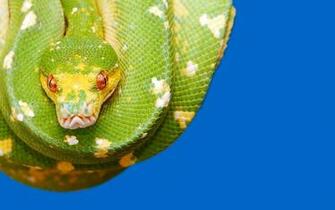 Green Snake HD Wallpaper Dowload 3d Pictures