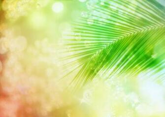 Palm Leaf High Quality And Resolution Wallpaper