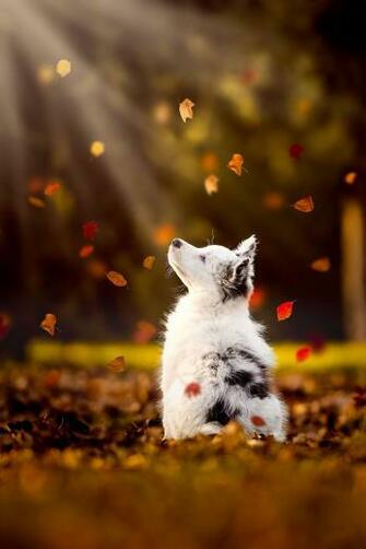 Ulster County Spca On Thanksgiving With Your Pets Cute