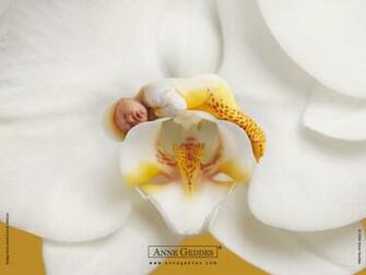 Anne Geddes Baby Wallpaper