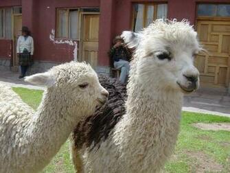 Cute Llamas Photo