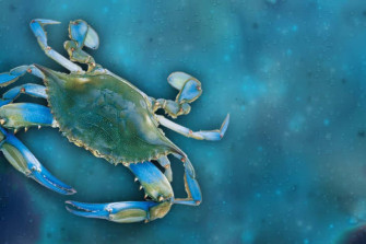 Blue Crab Wallpaper