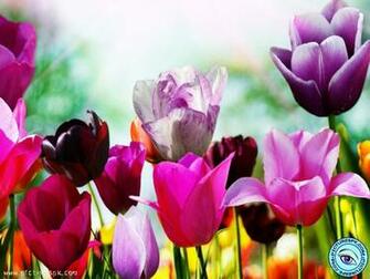 Beautiful Spring Flowers Picture Wallpaper In Resolution