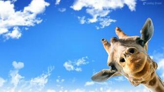Giraffe Desktop Wallpaper
