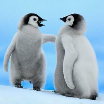 Pictures Of Baby Penguins Funny Wallpaper