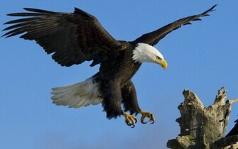 Bald Eagle Wallpaper Tws3d
