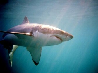 Back Gallery For Find Shark Wallpaper