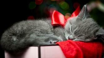 Christmas Kittens Wallpaper