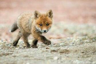 Baby Fox Walking For Pc Computers Desktop Background Smartphones