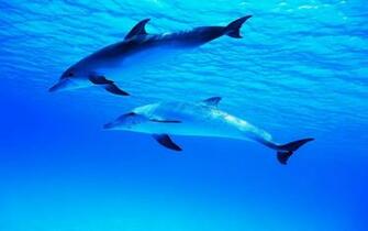 HD Dolphins Wallpaper And Photos Animals