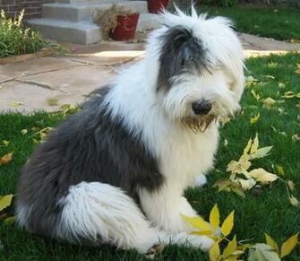 Old English Sheepdog HD Wallpaper