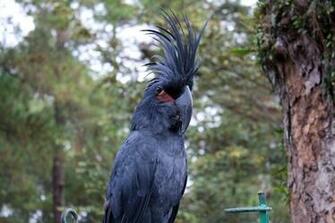 Black Cockatoo Wallpaper And Background Image Id