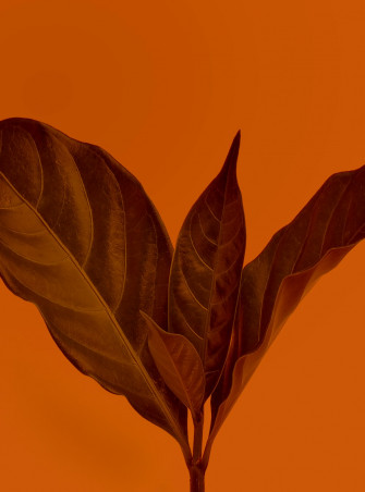 Brown Background Image HD Background