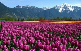 Beautiful Pink Tulips Flowers Wallpaper Best With