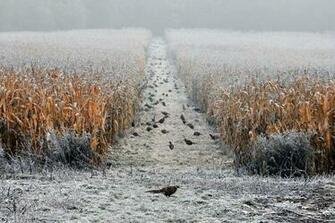 Go Back Gallery For Pheasants Forever Wallpaper
