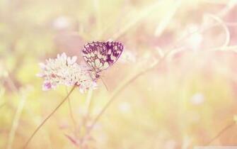 Butterfly HD Desktop Wallpaper High Definition Fullscreen Mobile
