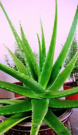 Wallpaper Health Benefits Of Aloe Vera