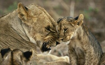Animals Planet Animal