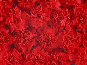 Carnation Wallpaper Mother S Day Flowers Dense Red