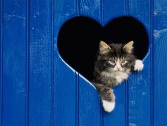 Cat Wallpaper For Cats