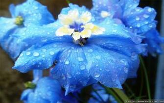 Light Blue Flowers Wallpaper Crazy Frankenstein
