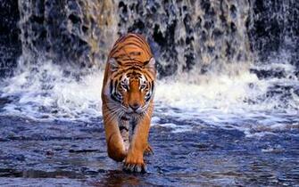 Bengal Tigers HD Wallpaper Top Animals