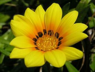 Flowers HD Wallpaper