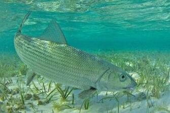 Volumes Have Been Written About Angling For The Sleek Silvery