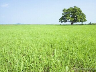 And Sky Grassland Lush Trees Photo No Wallpaper
