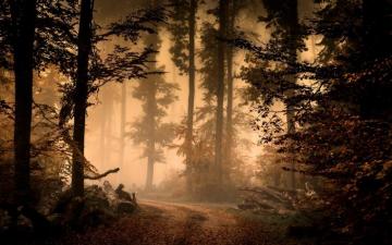 Wallpaper Sunlight Trees Forest Nature Branch Morning Mist