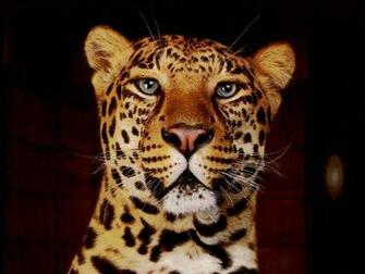Cat Wallpaper Big Cats