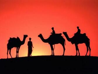 Camel HD Desktop Wallpaper 7wallpaper Net