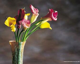 Calla Lily Flowers HD Wallpaper Wallpapercharlie