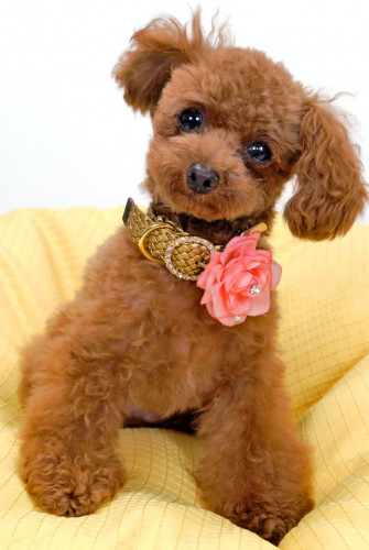 Cuddly Poodle Wallpaper By Bubupoodle