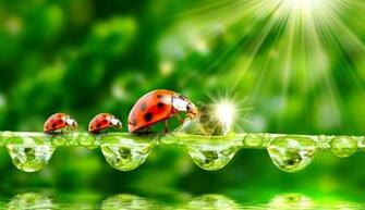 Ladybugs HD Wallpaper Power