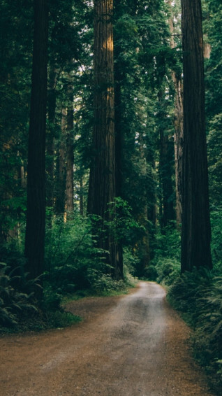 Forest Road HD Wallpaper iPhone 5s Ipod