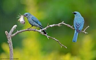 Wallpaper Blue Birds Catch Butterfly Desktop