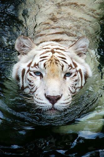 White Tiger HD Wallpaper