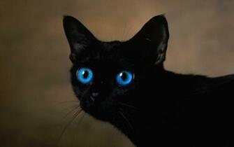 Black Cat With Blue Eyes HD Wallpaper