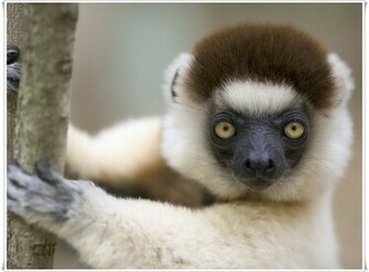 Monkey Desktop Wallpaper Animals