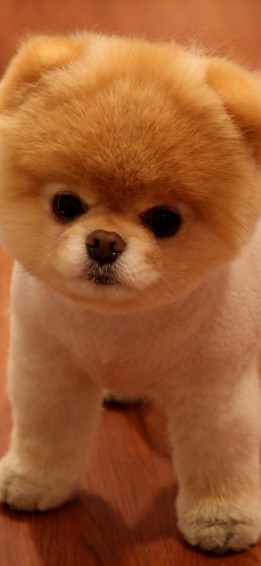 Cute Pomeranian Dog iPhone Wallpaper
