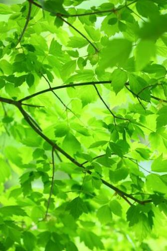 Green Leaves And Branches Wallpaper iPhone