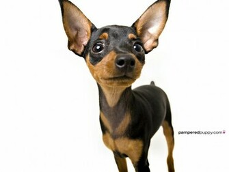Funny Chihuahua Wallpaper For Desktop
