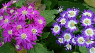Natural Flower Muti Colour Wallpaper Awam Pk