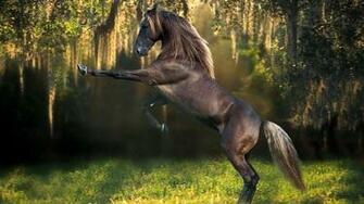 Horse Wallpaper Beautiful HD Walldiskpaper