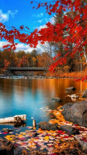 Wallpaper Autumn Forest 4k HD Leaves Trees Lake