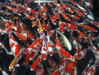 Wallpaper Koi Fish Photos And Walls