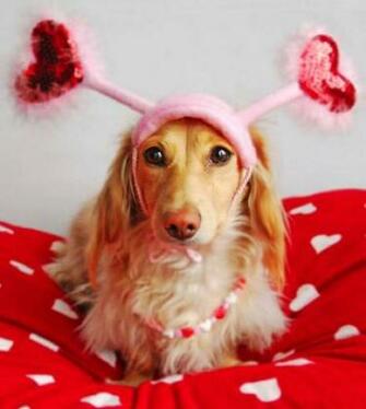 Extremely Cute Valentines Day Animals Funny And