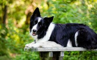 Border Collie Wallpaper